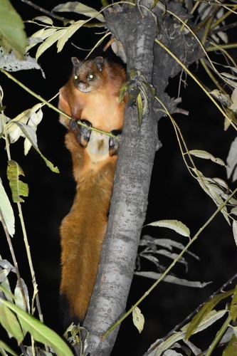 Small Kashmir Flying Squirrel (Eoglaucomys fimbriatus) — Least Concern Mammalia