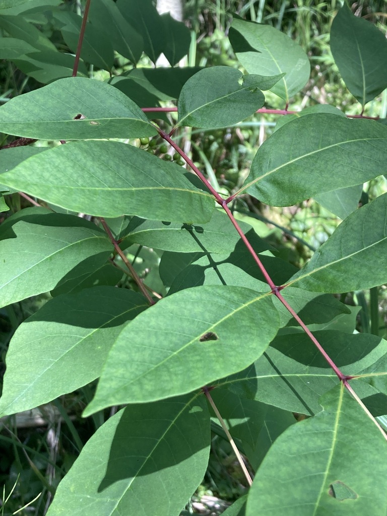 poison sumac from Simcoe County, ON, Canada on July 15, 2022 at 12:40 ...