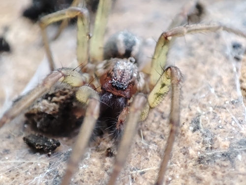Eratigena feminea