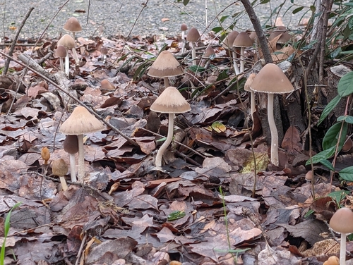 Tall Psathyrella