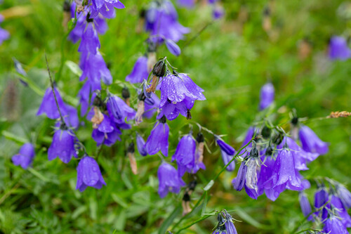 Campanula serrata