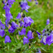 Campanula serrata - Photo (c) Nicoară Roxana, all rights reserved, uploaded by Nicoară Roxana