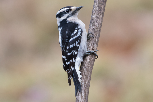 Downy Woodpecker