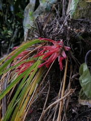 Pitcairnia heterophylla image