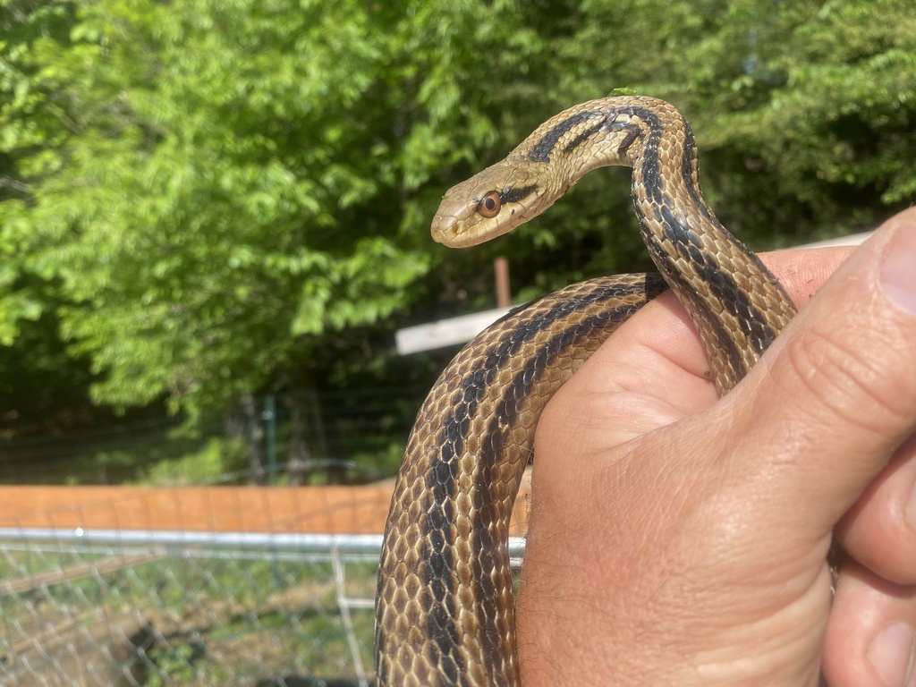 Japanese Four-lined Ratsnake from Tomioka, Nasu, Nasu-Gun, Tochigi, JP ...