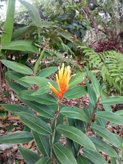 Heliconia longiflora image