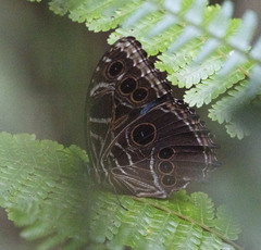 Image of Morpho granadensis
