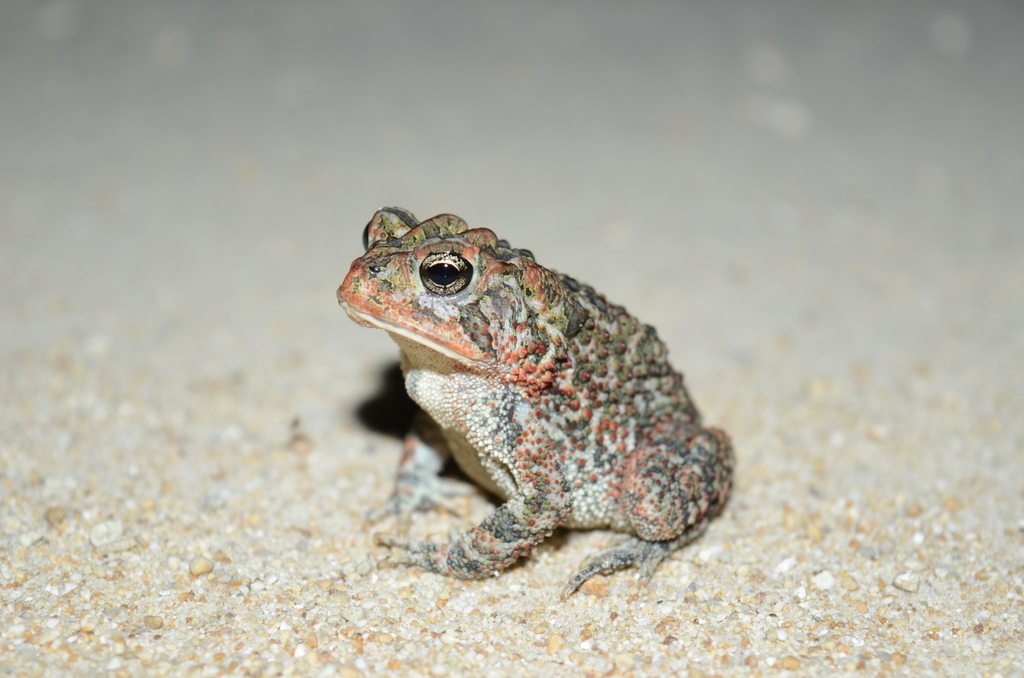 Southern Toad from Big Cypress, FL, USA on January 25, 2024 at 06:54 PM ...