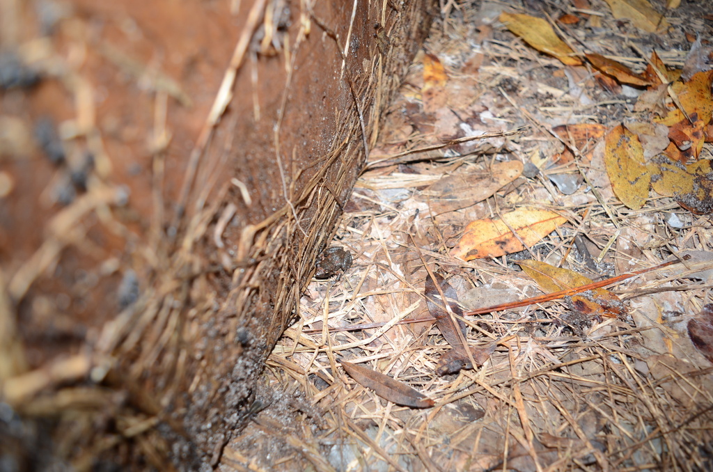 Greenhouse Frog In January 2024 By Eoghan Irwin INaturalist   Large 