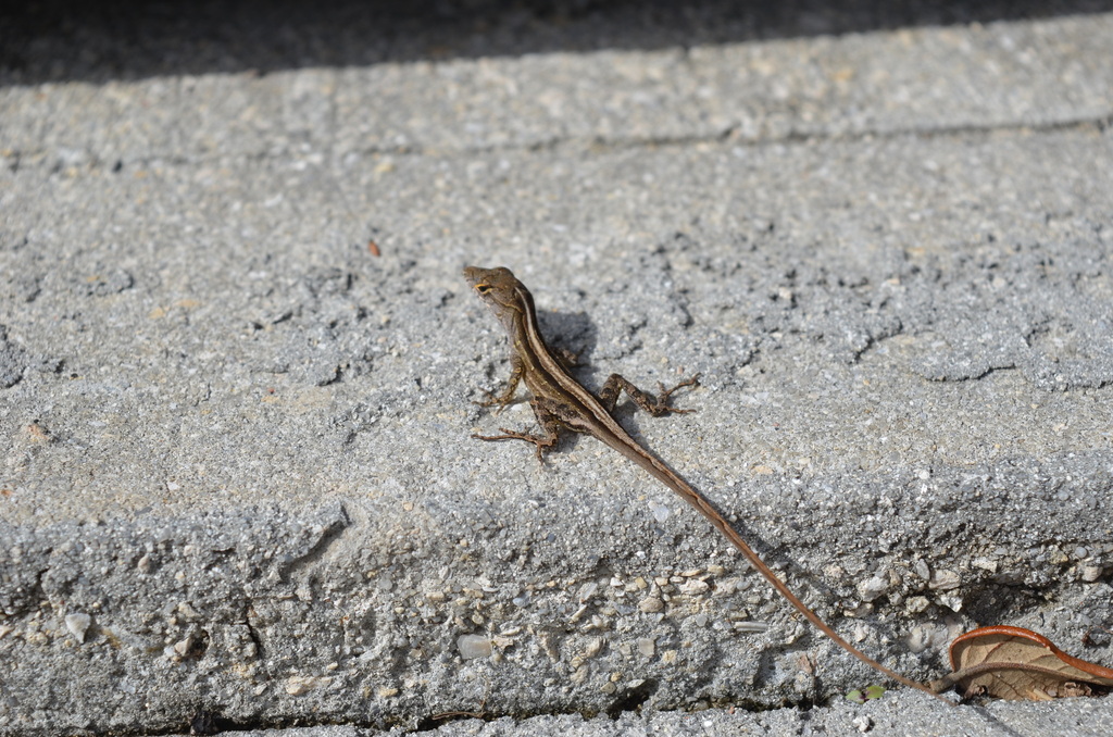 brown anole        
        <figure class=