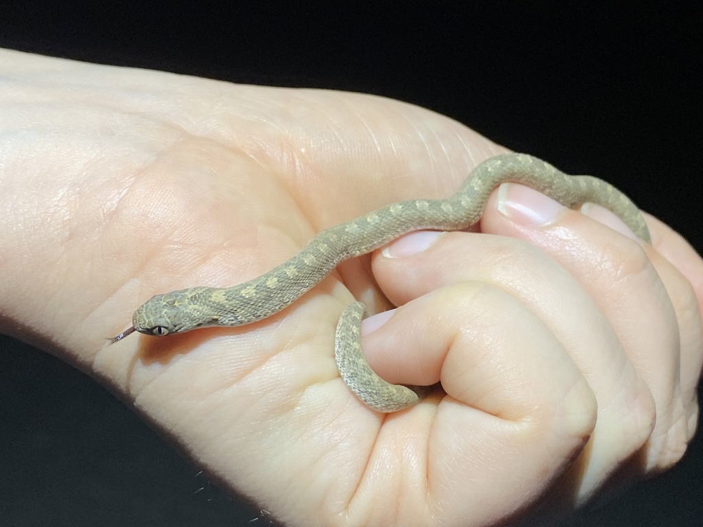 Dasypeltis scabra loveridgei in January 2024 by Wolfgang Wüster