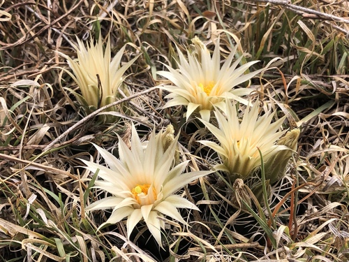 Escobaria missouriensis ssp. asperispina