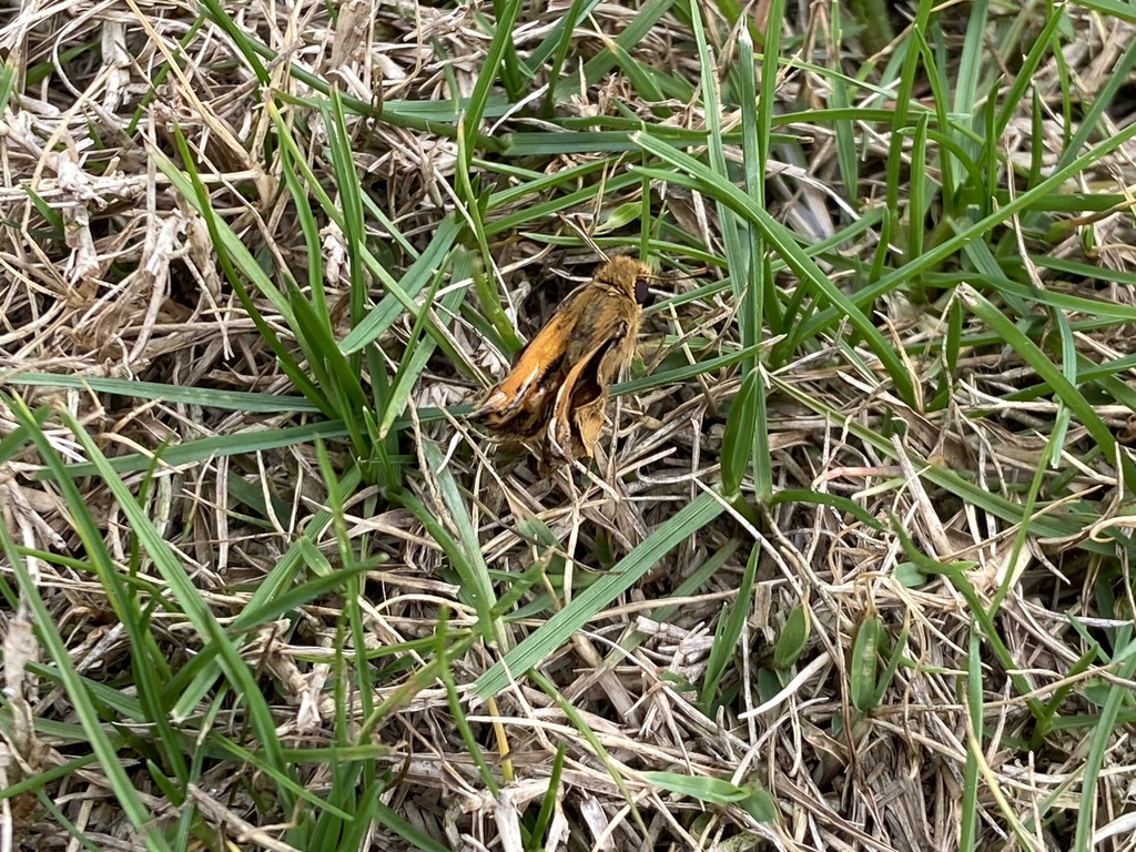 Grass Skippers From Valdosta State University Valdosta GA US On grass-skippers-from-valdosta-state-university-valdosta-ga-us-on