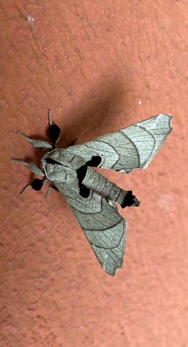 Hygrochroa firmiana Stoll, 1782