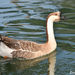 Domestic Swan Goose - Photo (c) Diego Alfonso Rosa, all rights reserved, uploaded by Diego Alfonso Rosa