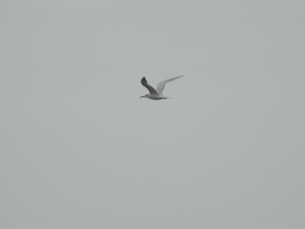 Royal Tern from Theodore Roosevelt Area at Timucuan Preserve, 13165 Mt