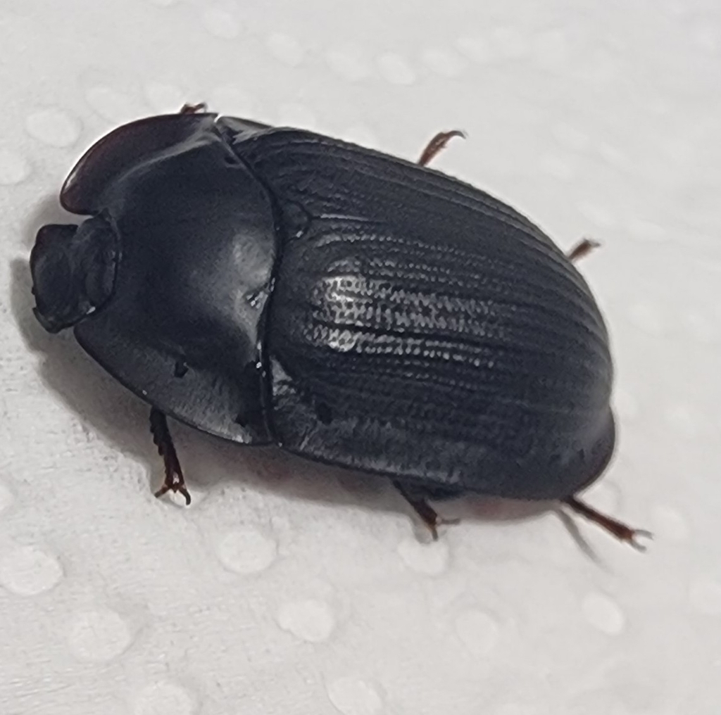 blue piedish beetles from Anderson Dr opp Greville St, Beresfield NSW
