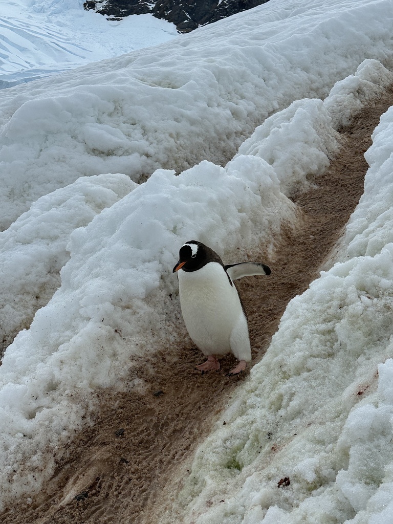 Gentoo Penguin From Antarctica General AQ On January 25 2024 At 10   Large 