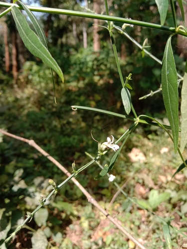 Andrographis elongata