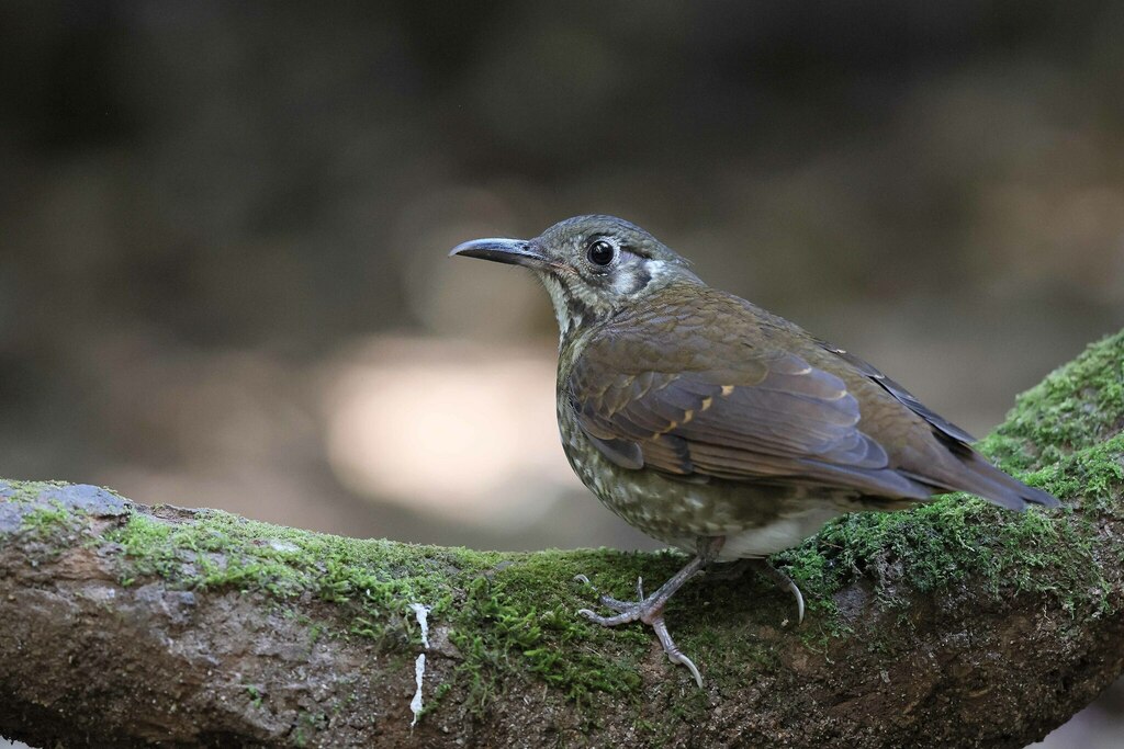 Dark-sided Thrush photo