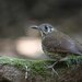 Dark-sided Thrush - Photo (c) Carlos N. G. Bocos, all rights reserved, uploaded by Carlos N. G. Bocos