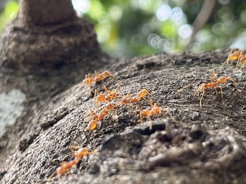Asian Weaver Ant