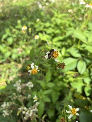 Asian Honey Bee
