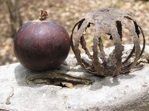 Salicaceae image