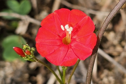 scarlet creeper