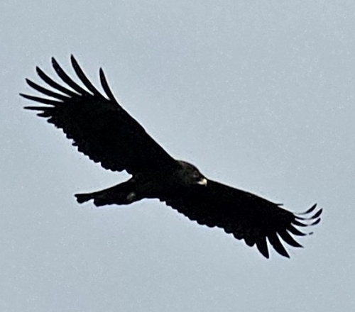 Black Eagle