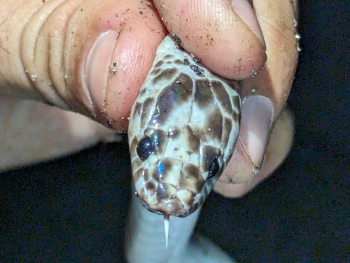 Rainbow Groundsnake — seen at this dive site