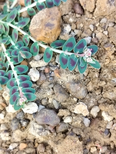Euphorbia corrigioloides