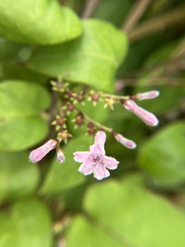 Mandrare Sewervine (Paederia mandrarensis)