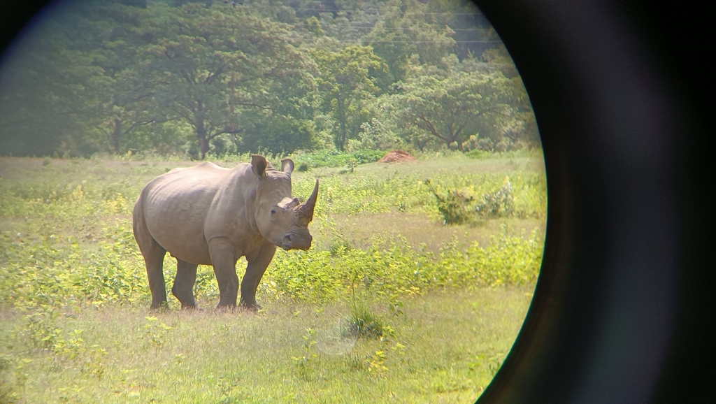 Southern White Rhinoceros In January 2024 By In S Filipa INaturalist   Large 