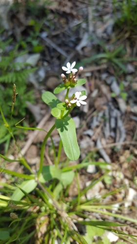 Benjamin Franklin bush (Valerianella ozarkana)
