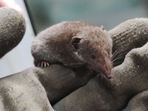 Greater White-toothed Shrew