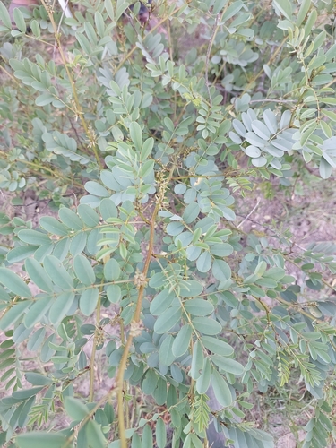 Indigofera tinctoria arcuata