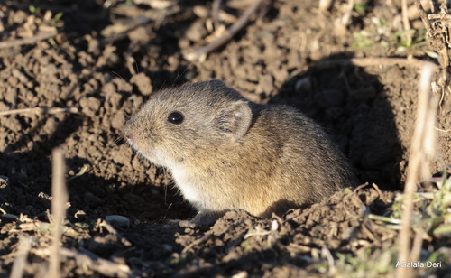Subspecies Microtus guentheri hartingi · iNaturalist