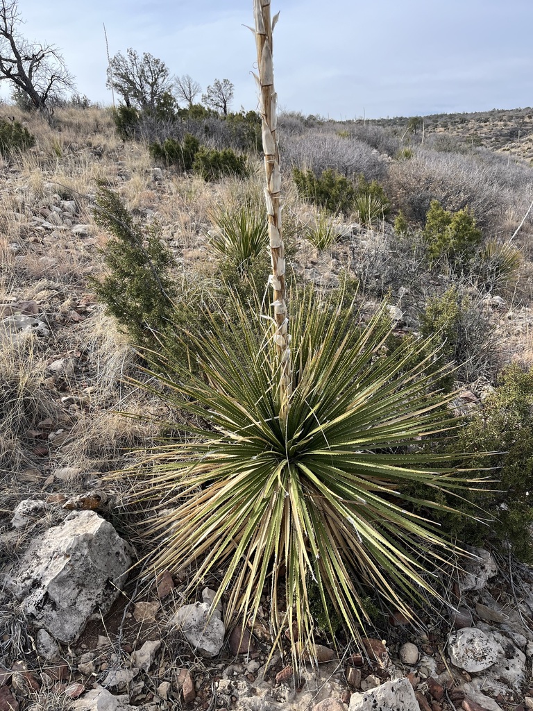 Smooth Sotol (Dasylirion leiophyllum) · iNaturalist