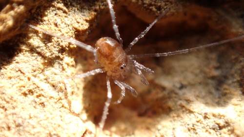 Nemastomella hankiewiczii