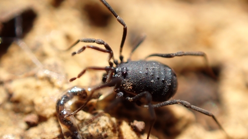 Nemastomella hankiewiczii