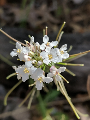 rockmustard (Dryopetalon runcinatum)