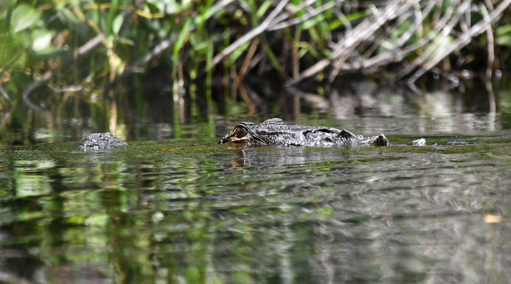 American Alligator from Okefenokee NWR; Charlton County, GA, USA on ...