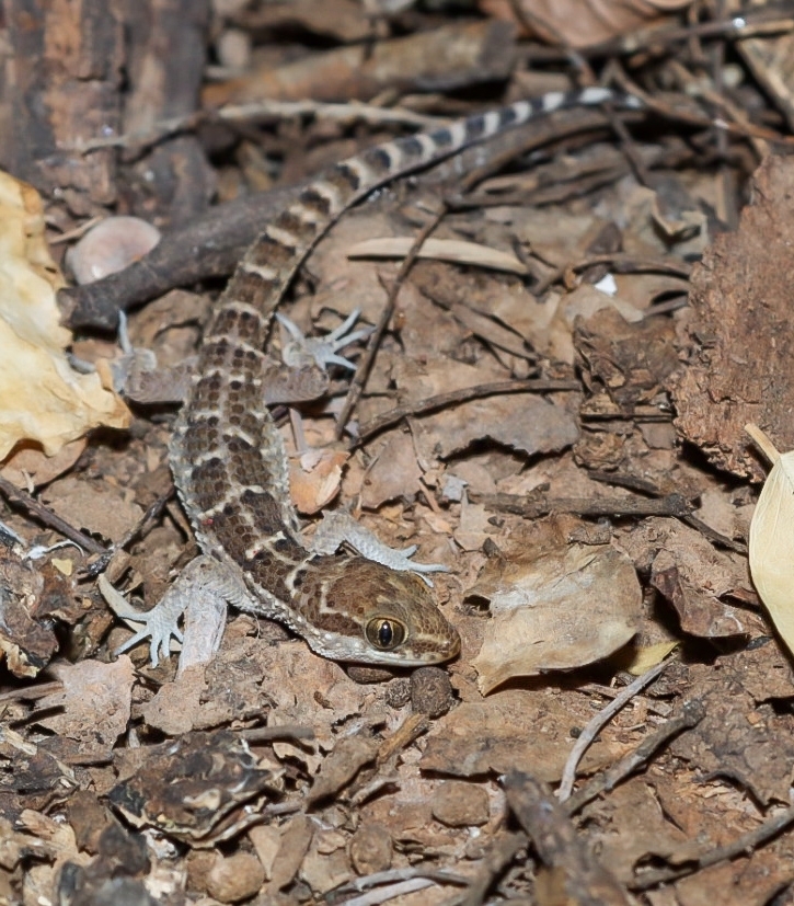 Boquerón Broad-headed Gecko