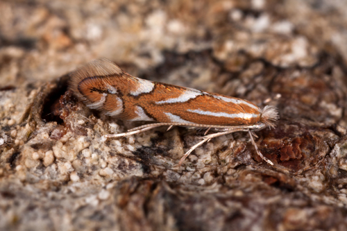 Nut Leaf Blister Moth