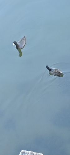 American Coot (Fulica americana)