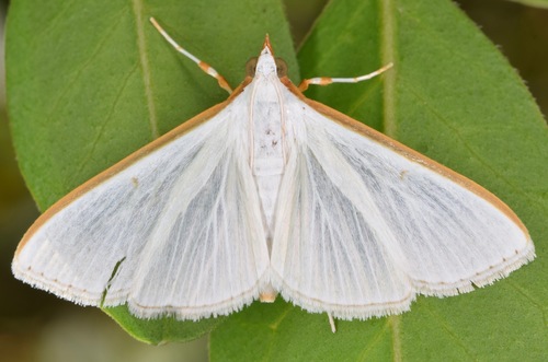 White Palpita Moth (Moths of Georgia) · iNaturalist