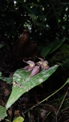 Pleurothallis rowleei image