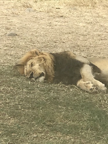 Lion