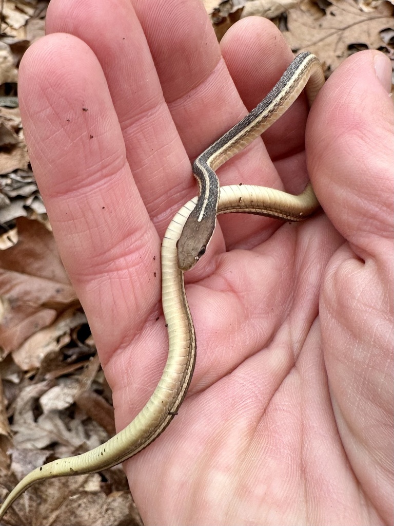 Eastern Ribbon Snake In January 2024 By Novah21 INaturalist   Large 